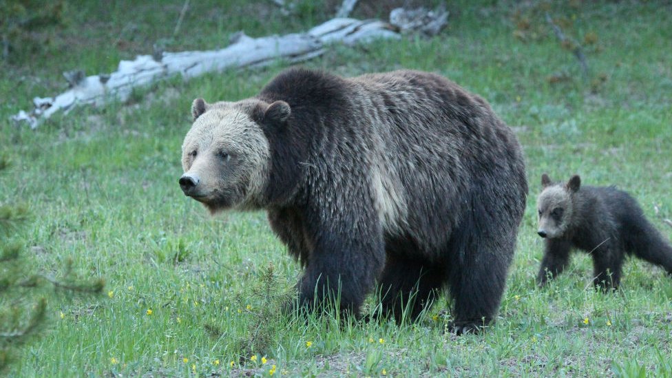 ABD'de bir kadına vahşi yaşamda ayıları rahatsız etme suçlaması