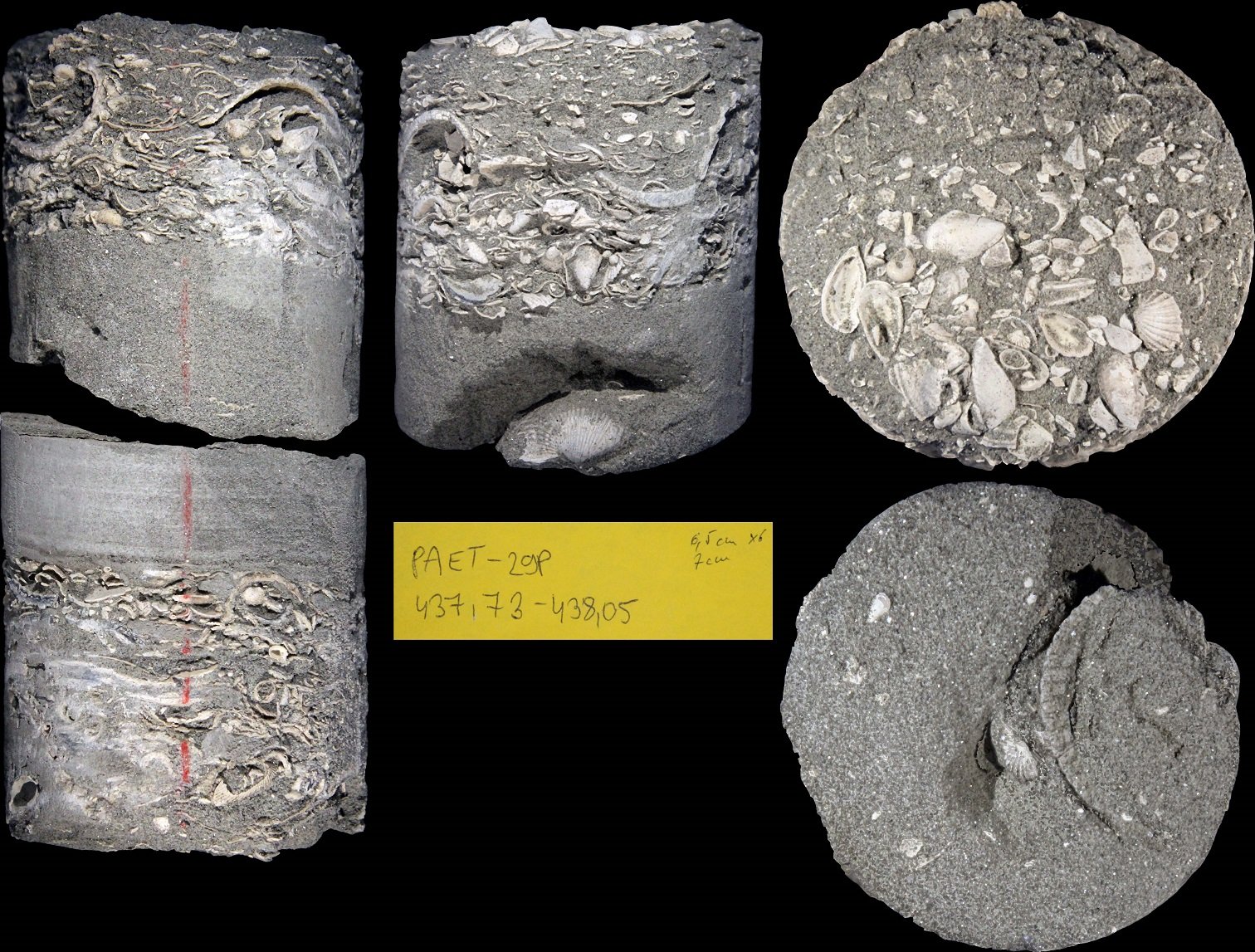 Fosili školjki i puževa u naslagama jezera Panon, ponađeni na dubini od 438 metara iz bušotine u gradu Pakšu, centralna Mađarska.