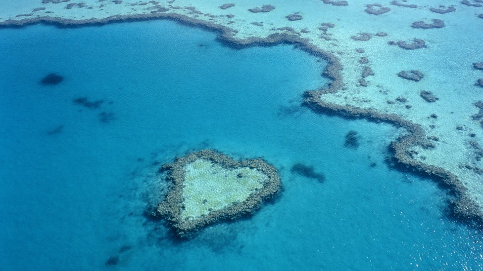 Great Barrier Reef sees record coral cover, but it is highly vulnerable