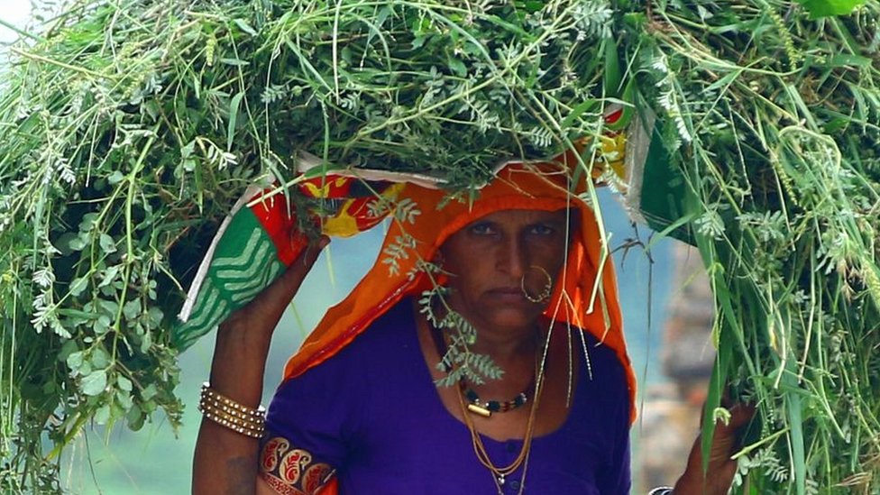Woman carrying fodder on her head on outskirts of village in Rajasthan state