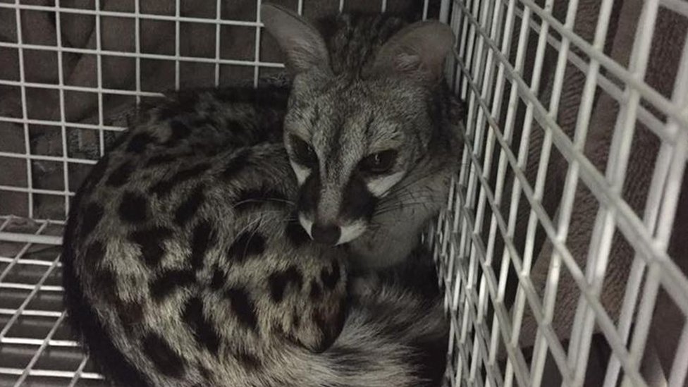genet cat pet