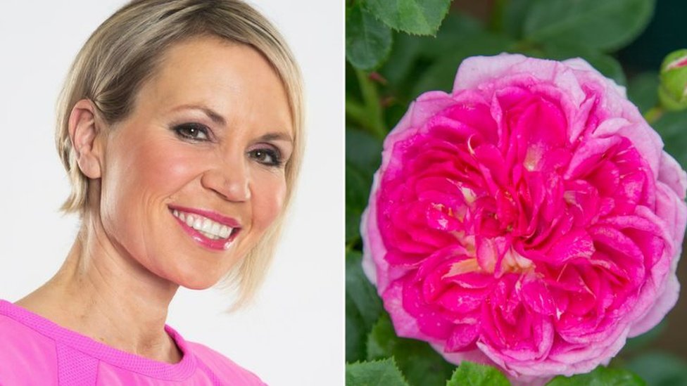 Dianne Oxberry: Florida Sunset rose unveiled at RHS Tatton Park - BBC News