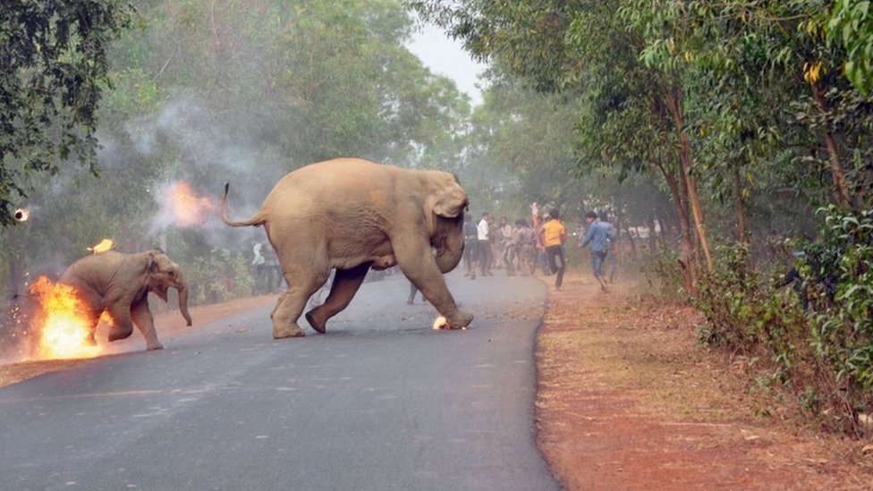 Hazra tomó la imagen en Bengala Occidental, al este de India. (Foto: Biplab Hazra / Concurso Fotográfico de Vida Silvestre de Sanctuary) Dos elefantes en llamas escapan de unos mafiosos en India. (Foto: Biplab Hazra / Concurso Fotográfico de Vida Silvestre de Sanctuary)