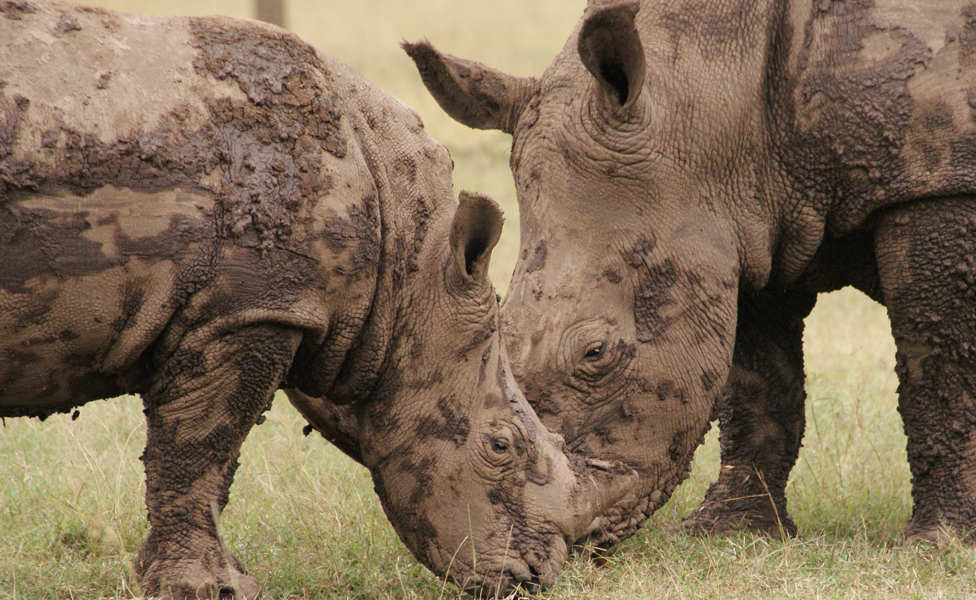 Adolescent female southern white rhino and her calf at Ol Pejeta Conservancy in central Kenya