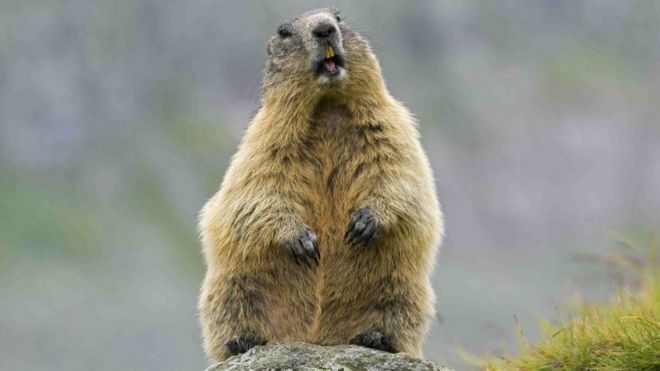 Imagem de uma marmota na floresta