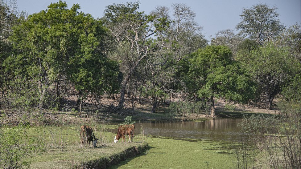 Grand Chaco