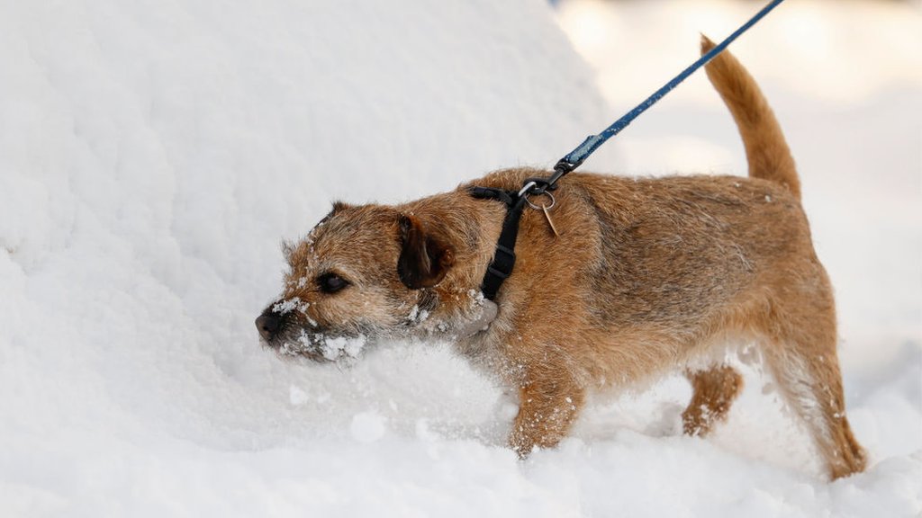 Dogs in store garage during winter