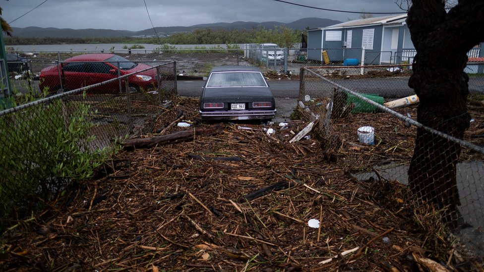 Images of vegetative material on the ground after Hurricane Fiona.