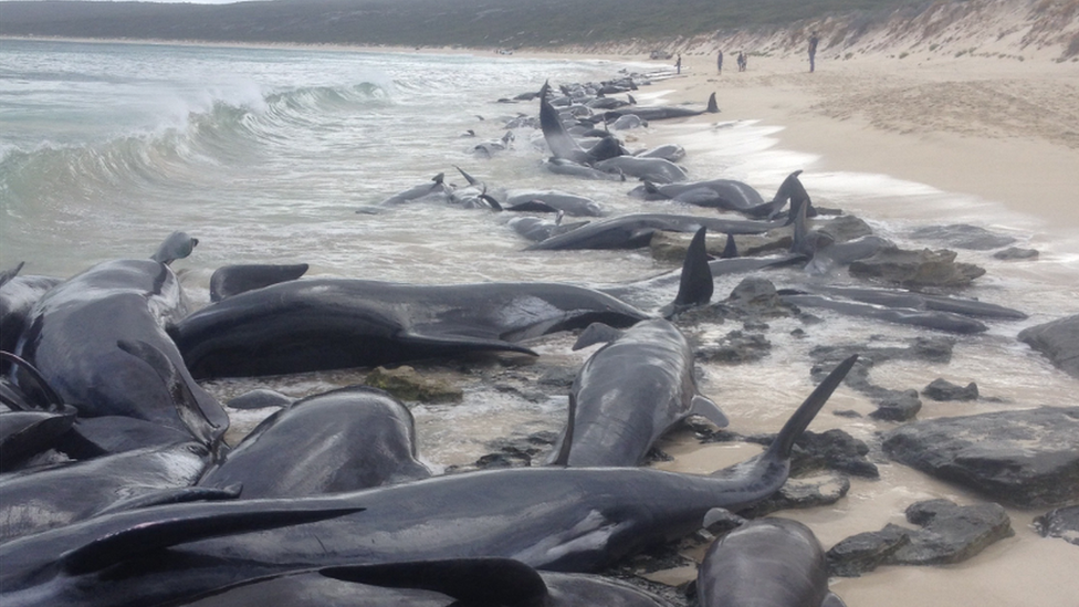 クジラ270頭、豪タスマニア島で打ち上げ 90頭以上が死亡 - BBCニュース