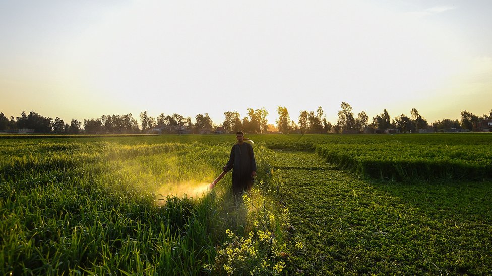 Un hombre esparciendo pesticida en un campo verde.