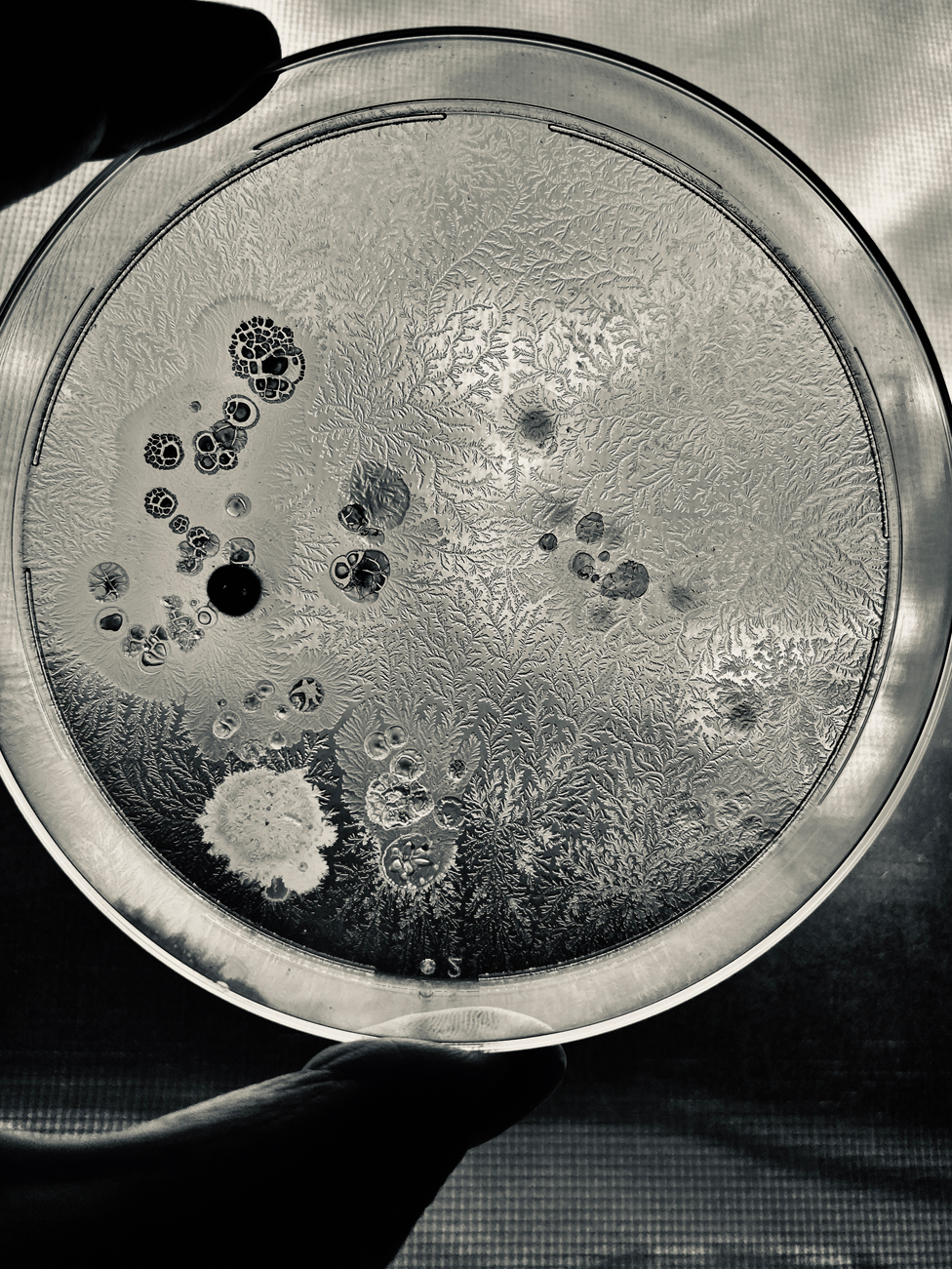 Uzgajanje bakterije lat. Bacillus subtilis