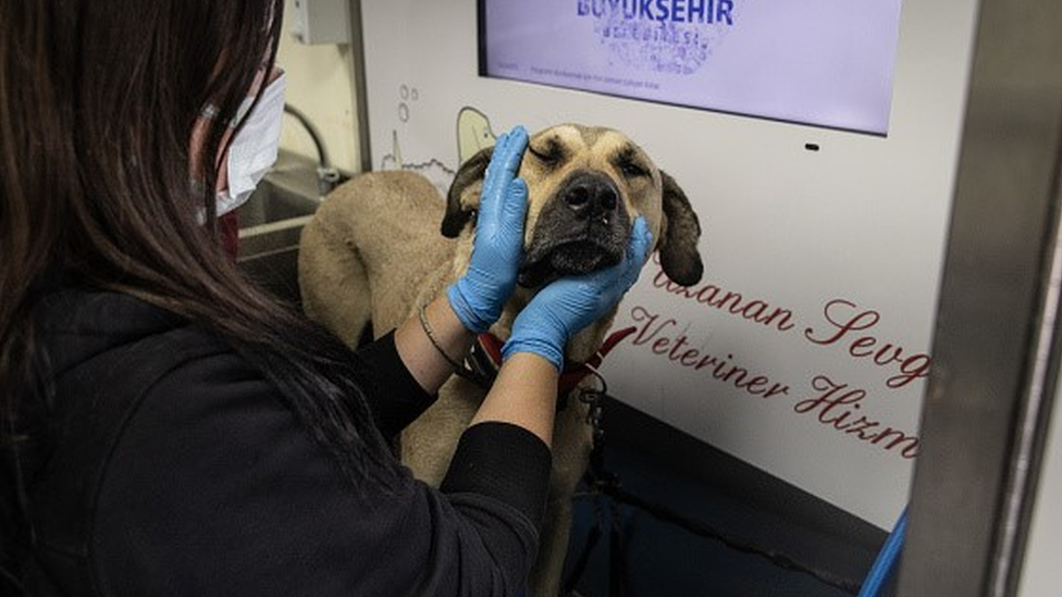 Boji the street dog is handled by an animal care officer of the municipal government in Istanbul