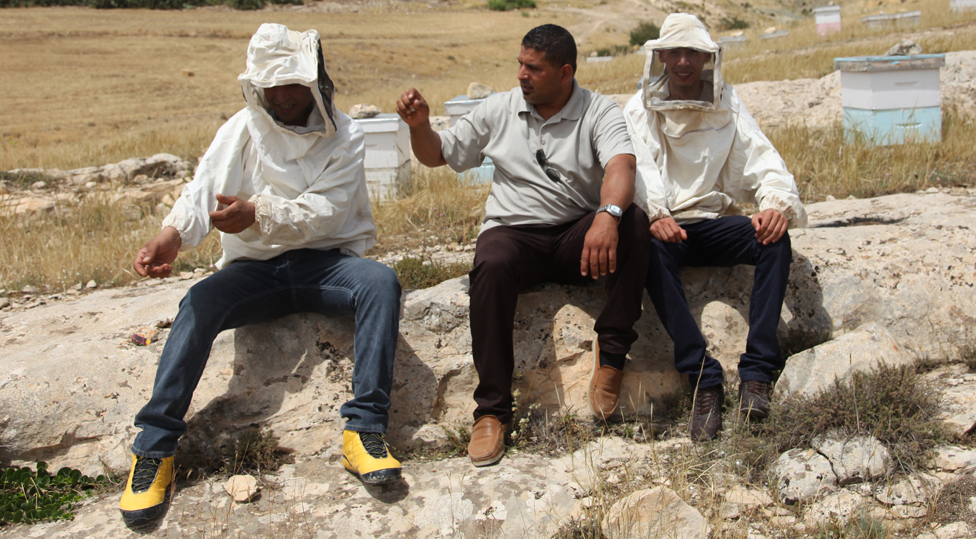 Первые три пчеловода примут участие в TuniBee. Слева направо: Мохамед Джоуини, Абдельфаттех Саяри и Хайри Харруби