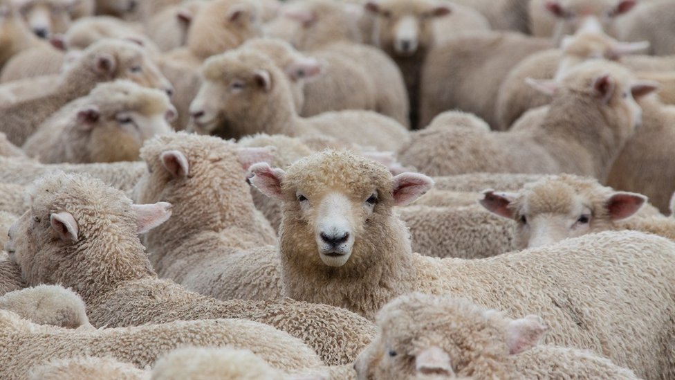 A huge heard of sheep about to go into the shearing shed