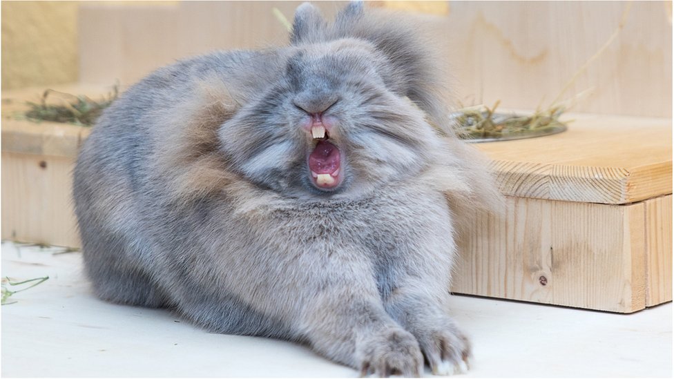 The lionhead rabbit was photographed in Germany by Anne Lindner
