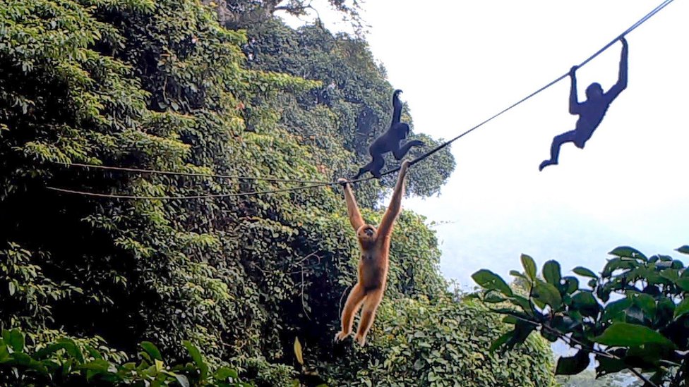 Conservation: Bridge of Hope For World's Rarest Primate