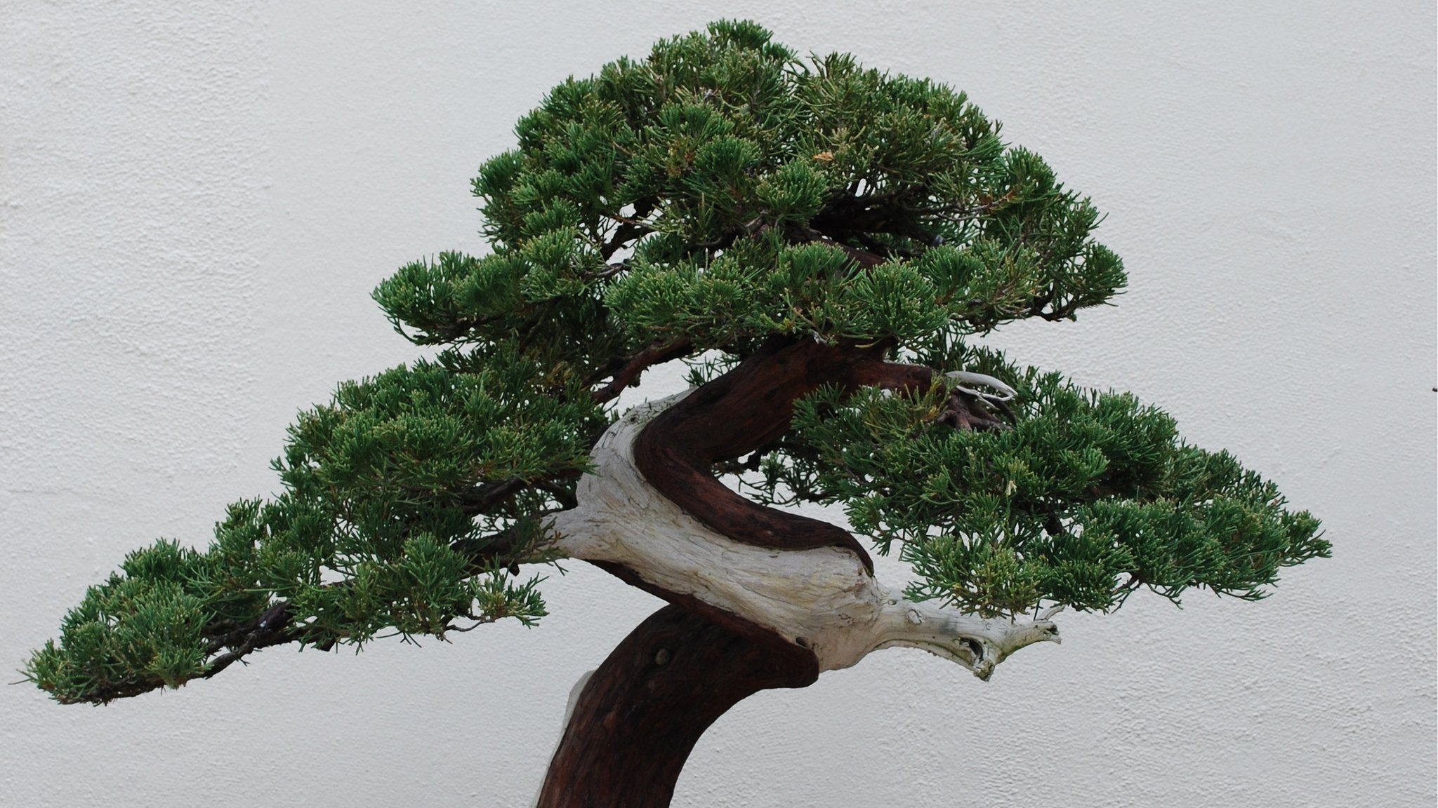 Bonsai artificial Juniperus - Bonsais