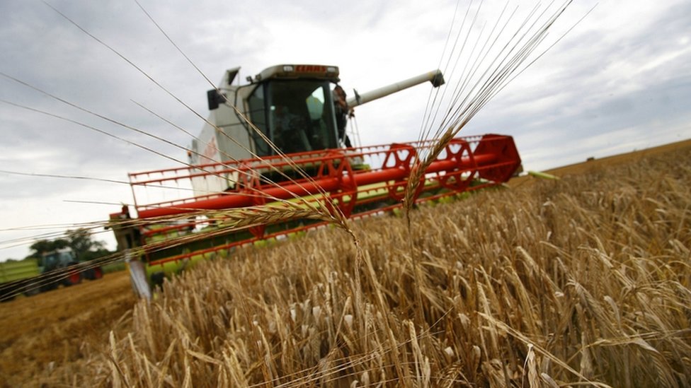 Cereal harvest yields forecast to hit 20year high BBC News