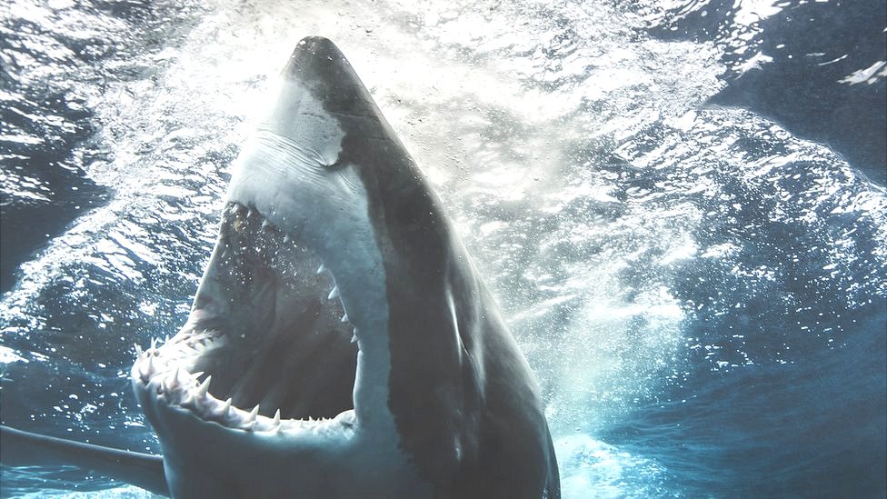 Los tiburones pueden suponer un problema, aunque son raras las ocasiones en las que llegan a morder los cables. tiburón