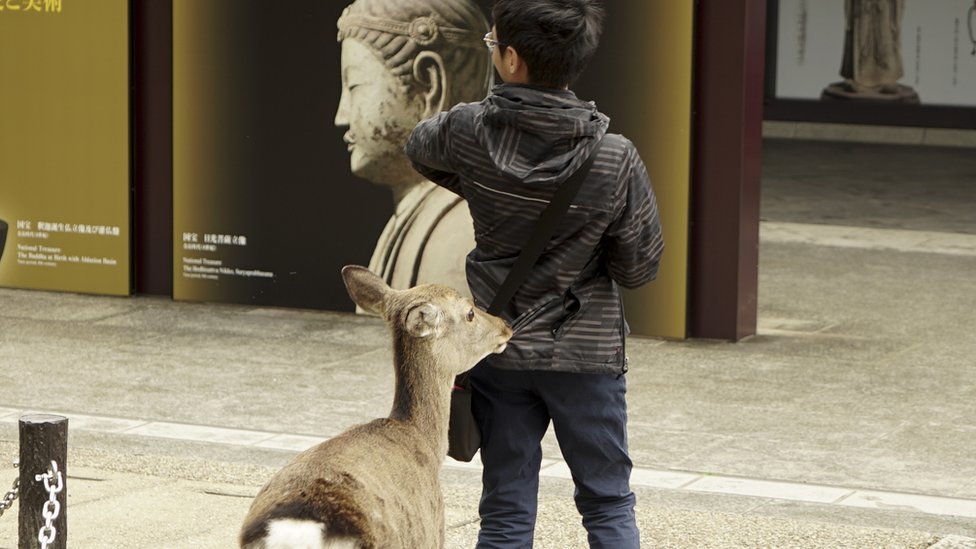 Олень кусает пальто мальчика в Наре, Япония