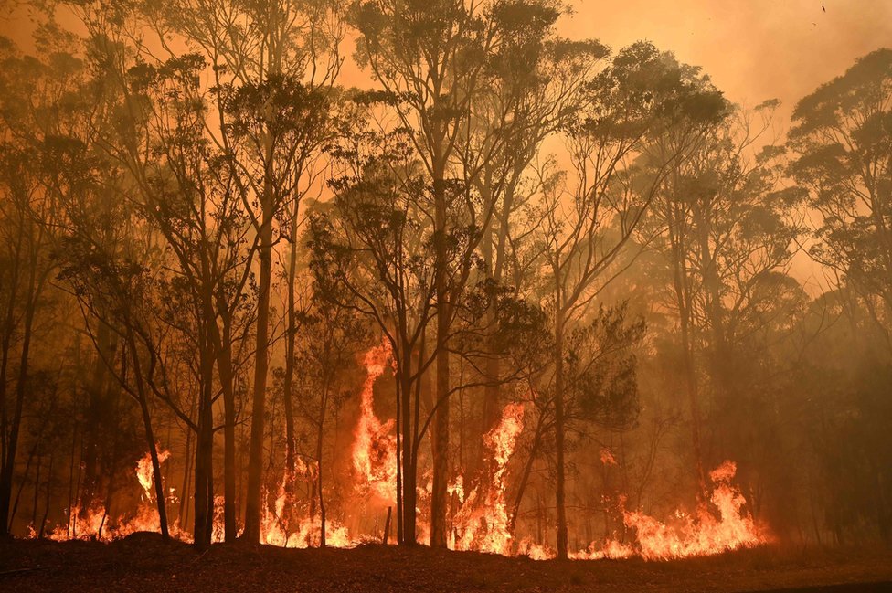 ਆਸਟਰੇਲੀਆ ਦੇ ਜੰਗਲਾਂ ਦੀ ਅੱਗ Australia bushfires