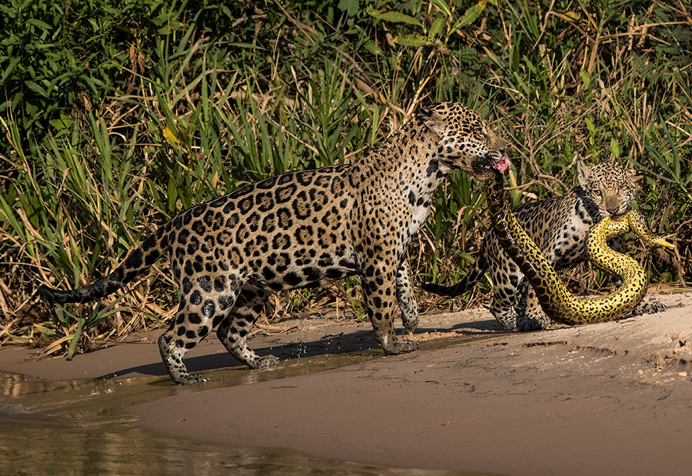 Una madre jaguar con su cachorro sosteniendo una anaconda con sus colmillos