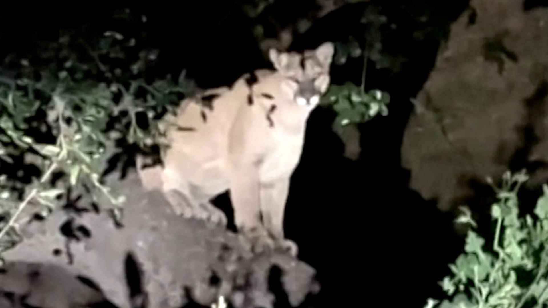 Video captures new mountain lion spotted in Hollywood