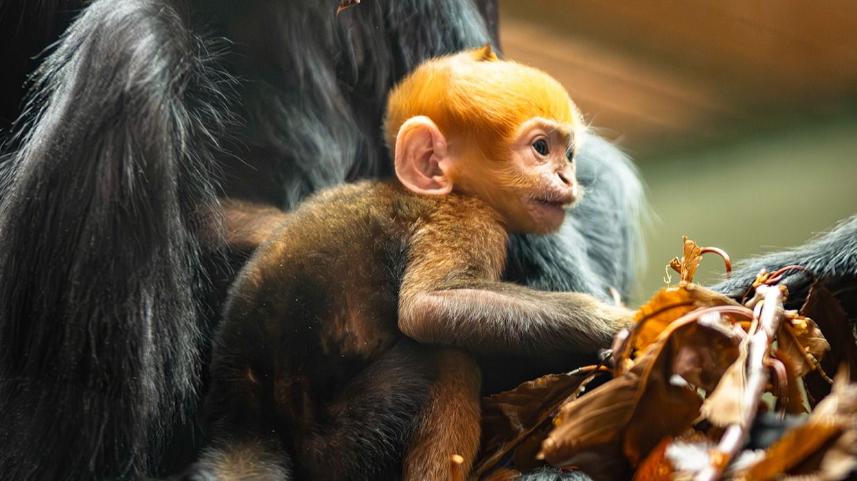 Rare monkey with orange hair born at Whipsnade Zoo