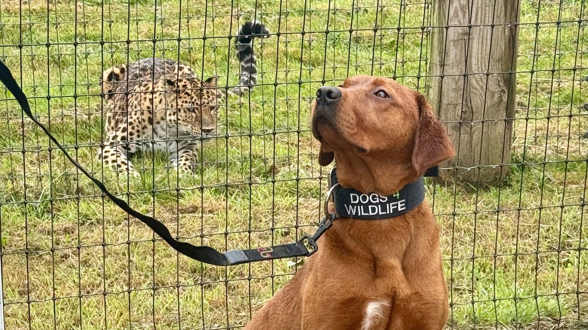 Yorkshire zoo helps dogs training to join anti-poaching unit