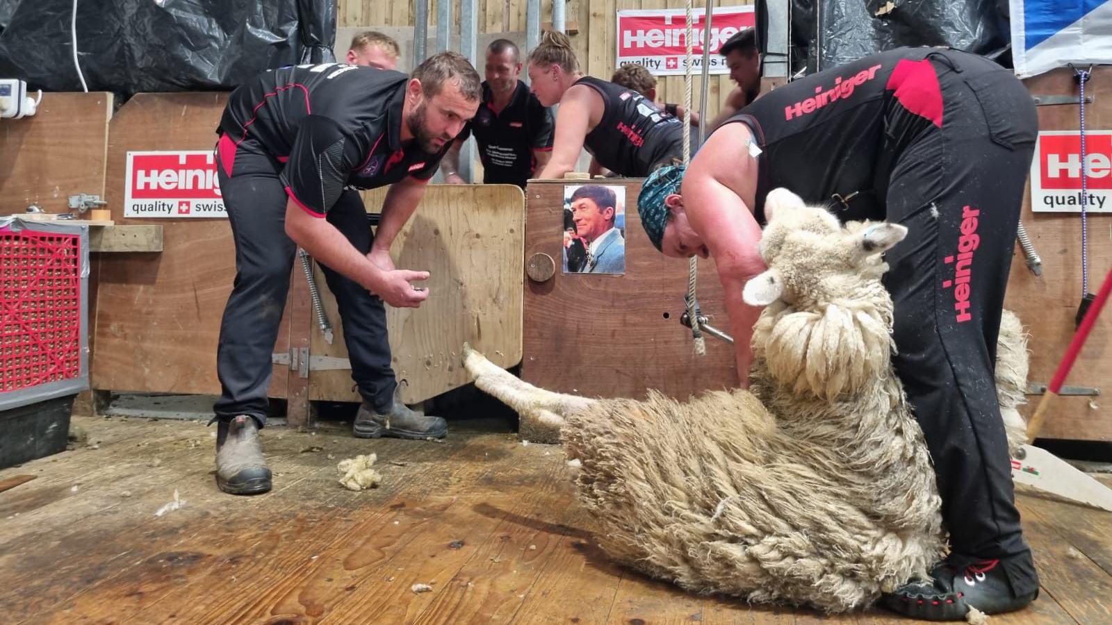Why Sheep? ‎– Sampling Concerto New world recordfor shearing sheep - BBC Newsround
