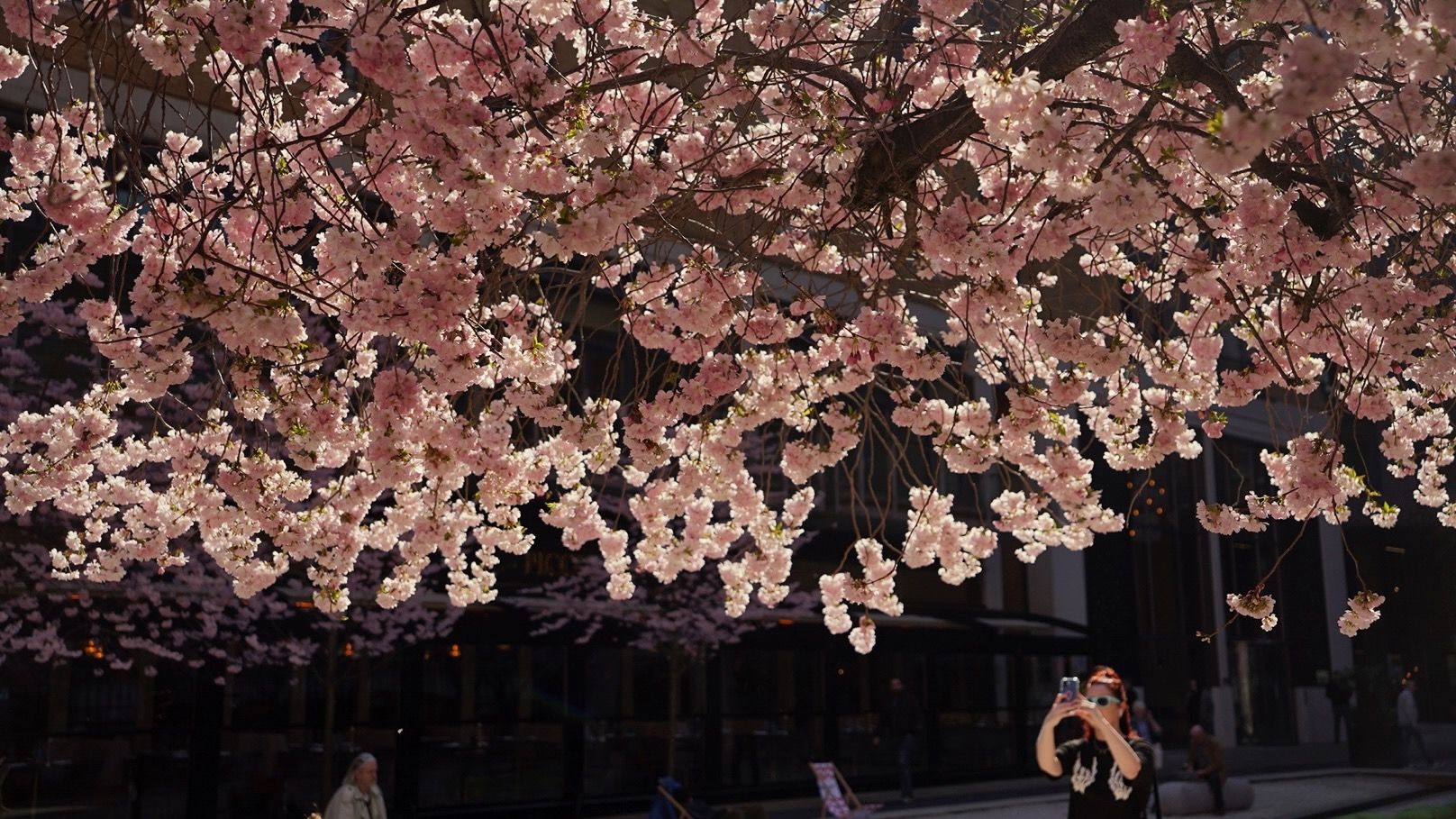 Birmingham's beautiful blossom back in bloom