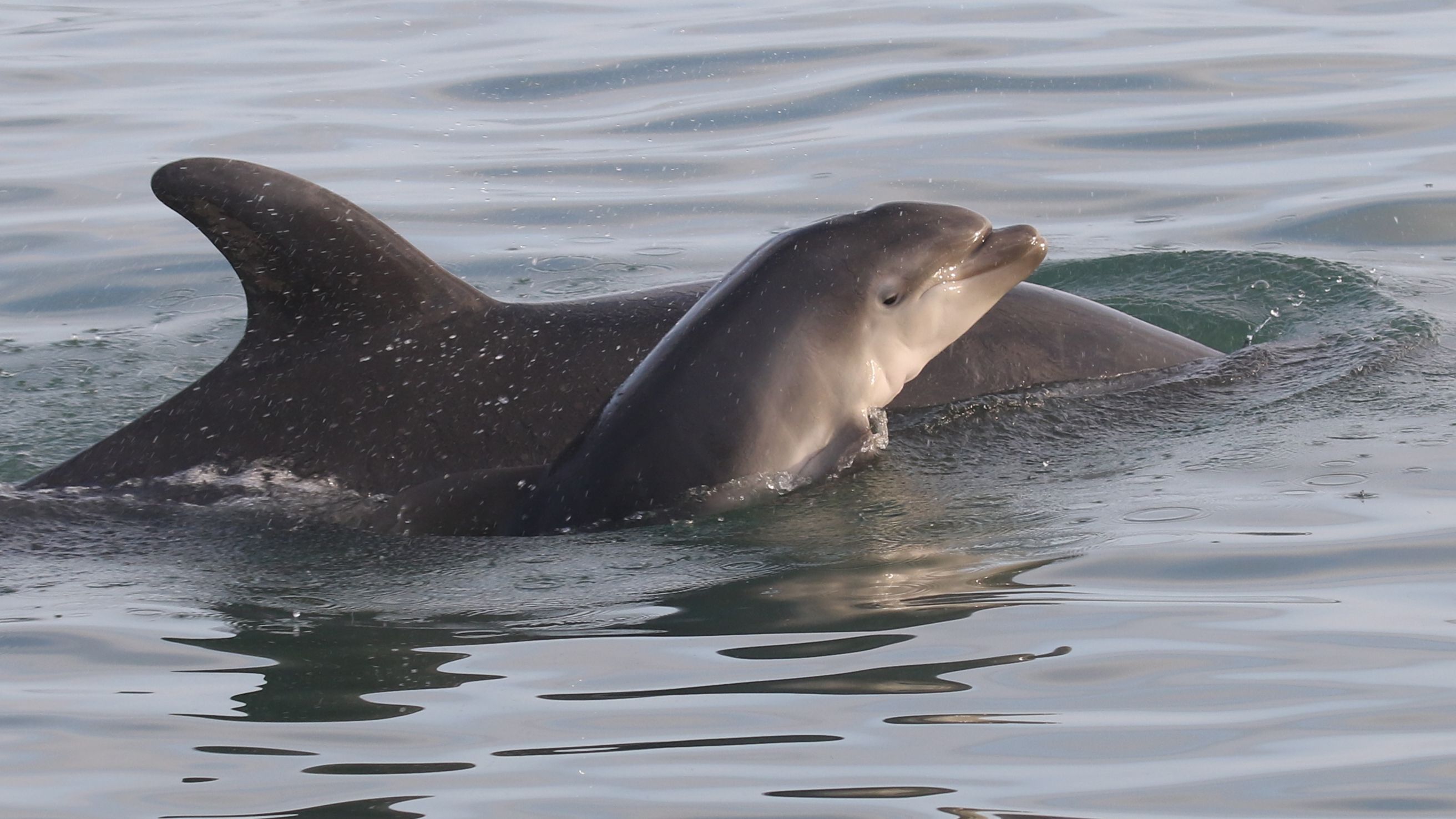 New Quay dolphins named after Tallie Brazier who died in crash