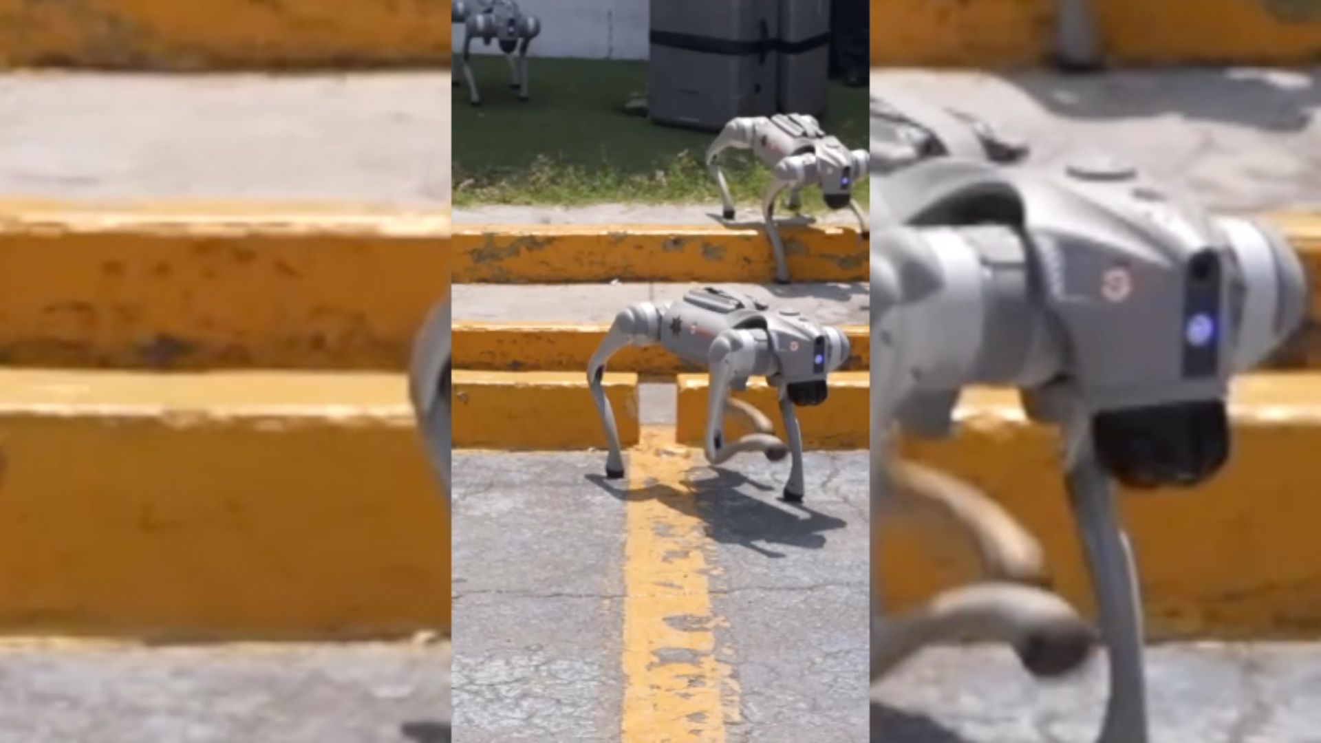 The robodog security guards at the World Cup