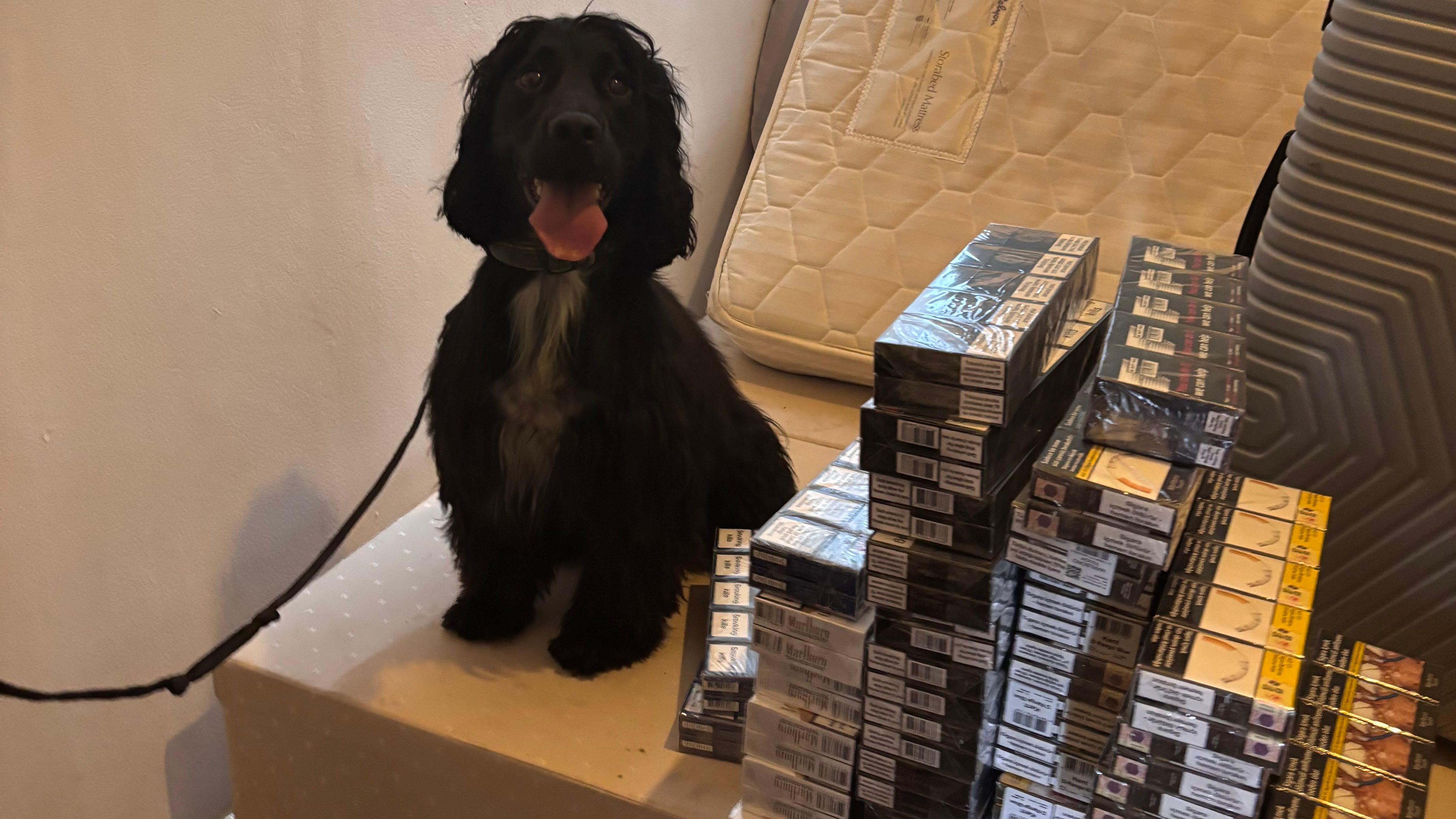 Dog sniffs out 300,000 illegal cigarettes found in Dunstable flat