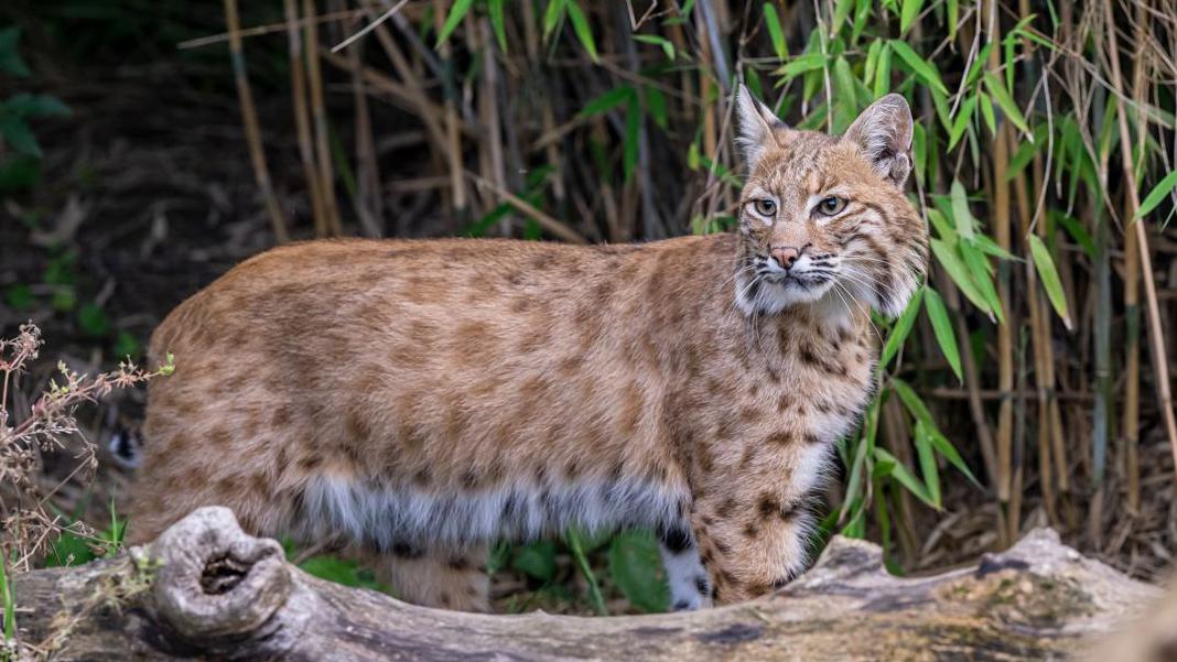 Is Big Cat Rescue Open: Ultimate 2025 Visitor Guide Revealed