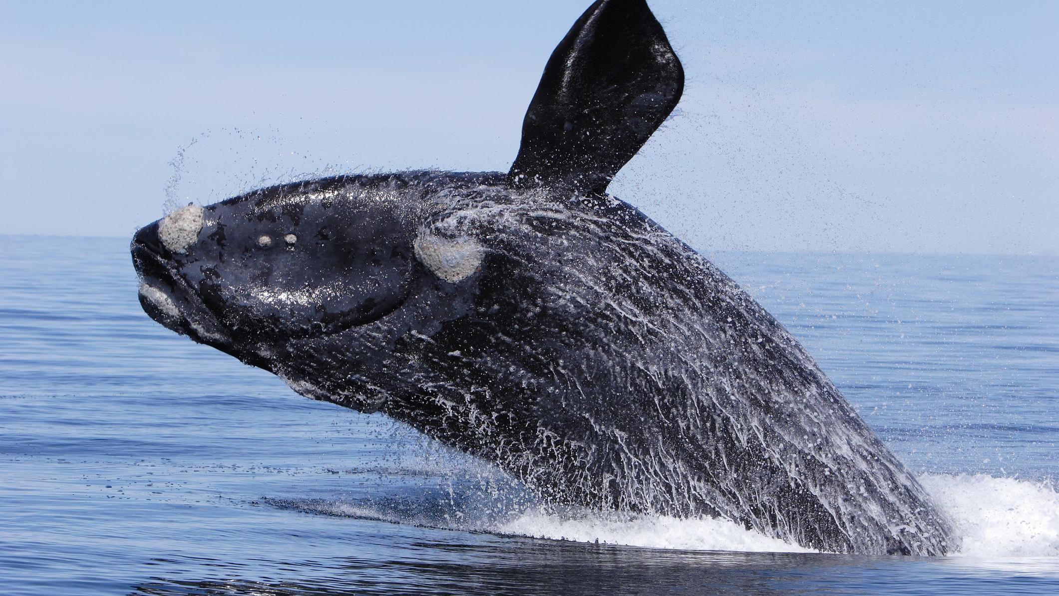 その他 North Atlantic's Most Endangered Whales [DVD] An endangered whale species is speeding towards extinction