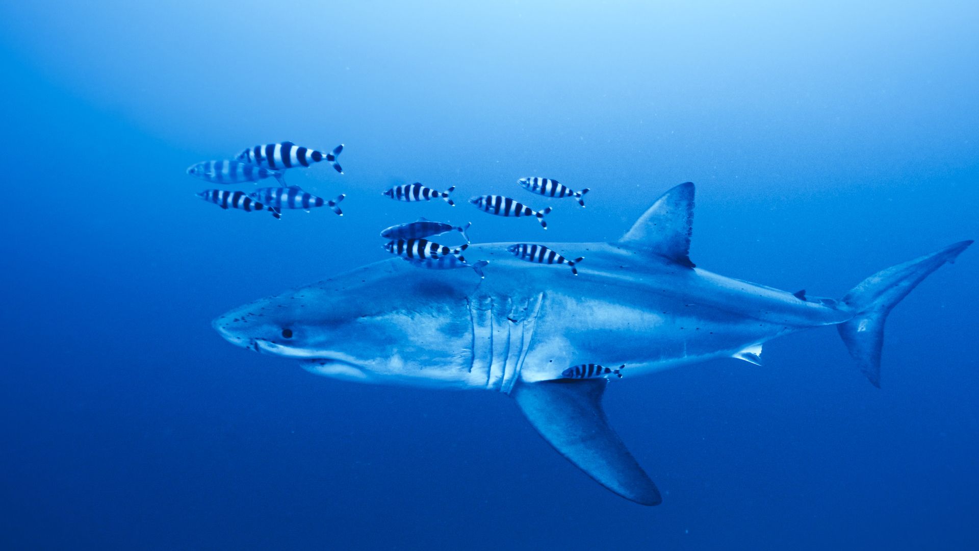 Rare footage of Great White shark in Mediterranean Sea