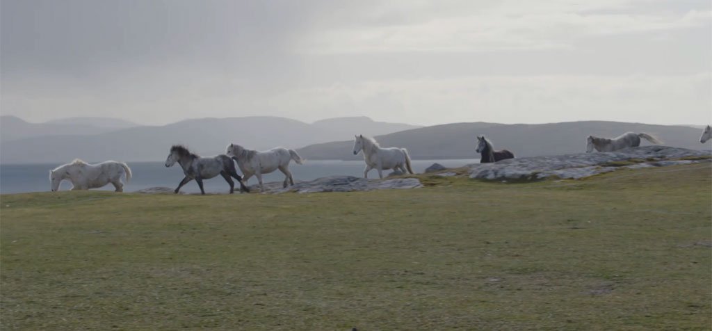 Eriskay ponies running