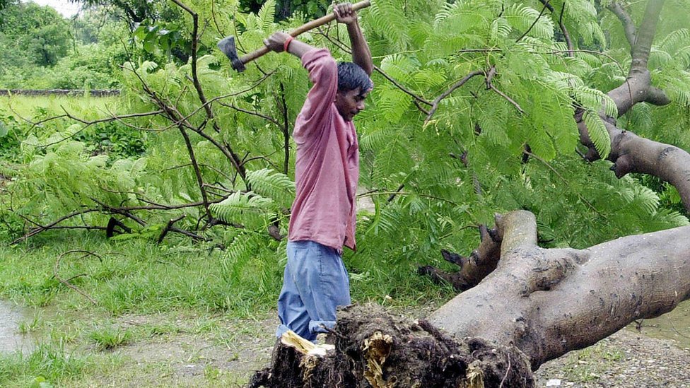 এক ব্যক্তি কুঠার দিয়ে গাছ কাটছে। 