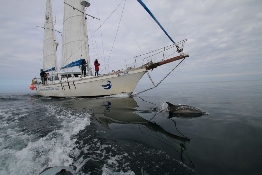 HWDT research boat Silurian with a dolphin in the water in front of the vessel