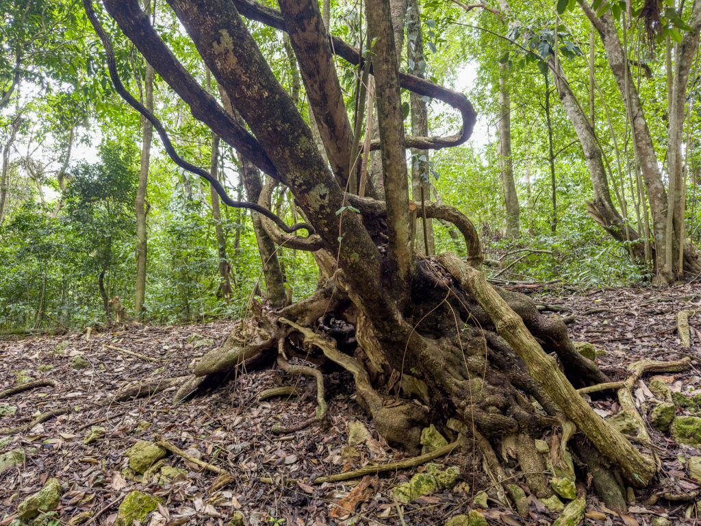 Arboles en la selva.