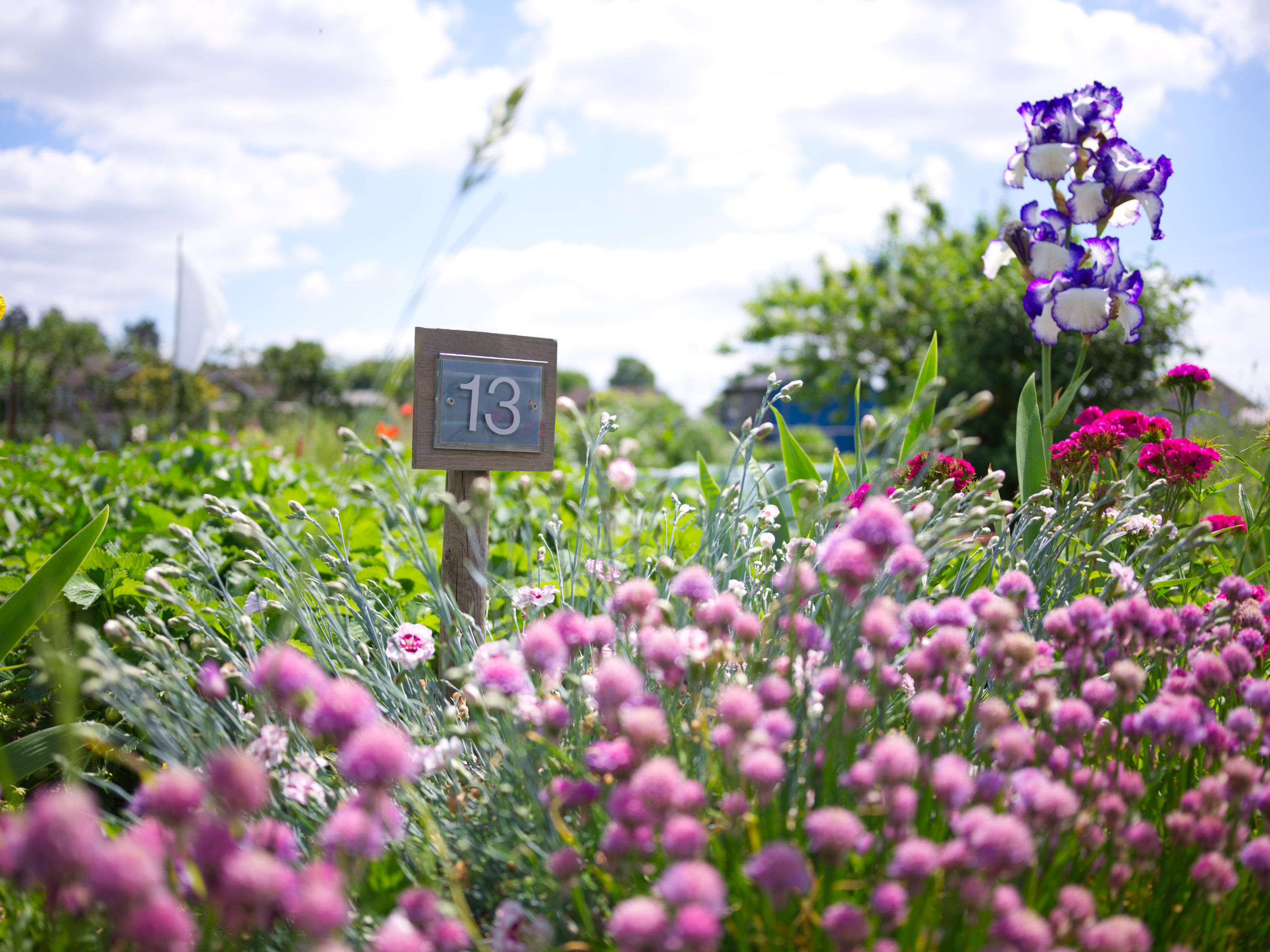 Picture of allotment