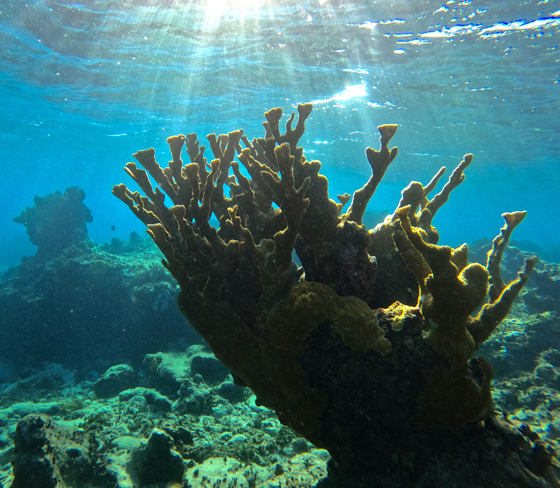 Elk Horn Coral - stock photo