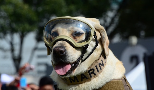 La perra Frida de la Secretaría de Marina.
