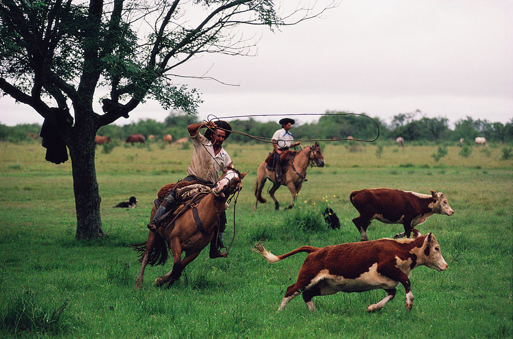 Gauchos persiguiendo ganado. 