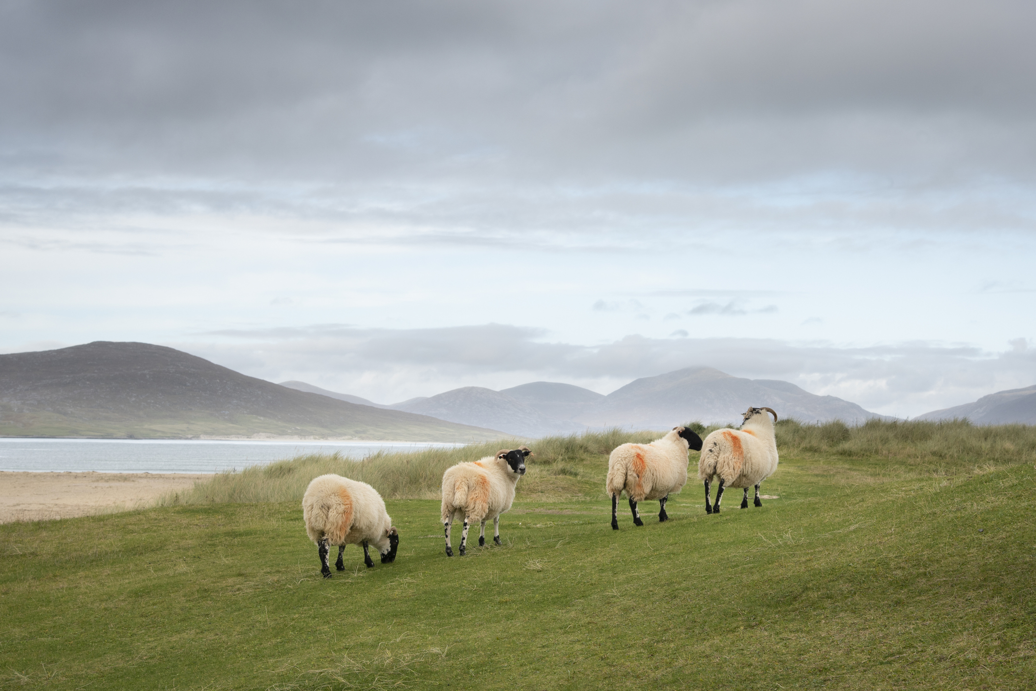 Sheep grazing on machair