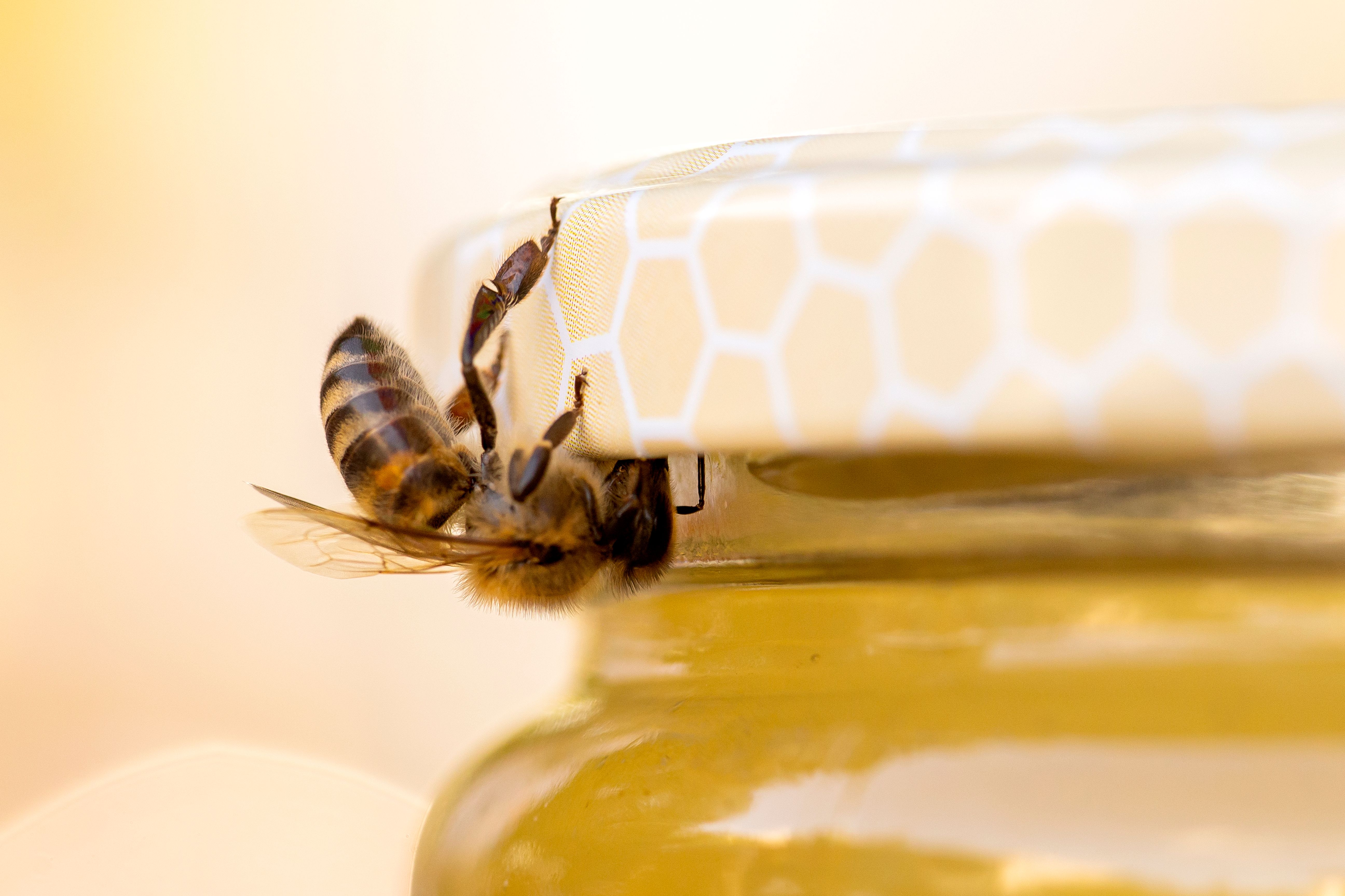 Abelhamercado de aposta esportivapotemercado de aposta esportivamel