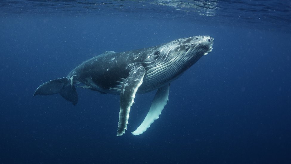 A humpback calf swims below the surface of the sea.