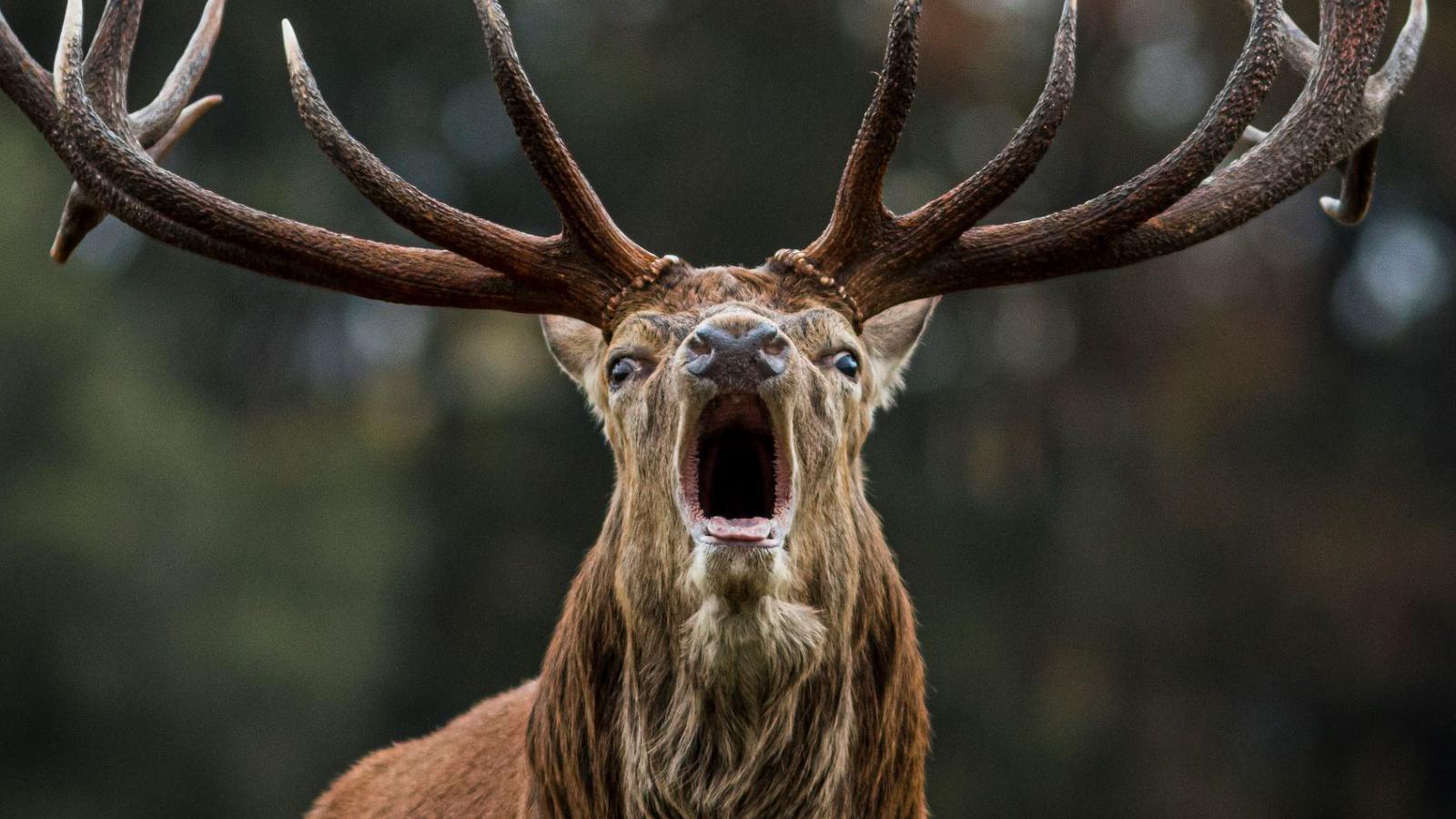 A red deer stag bellowing.