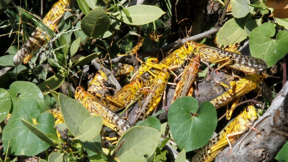 Desert Locusts